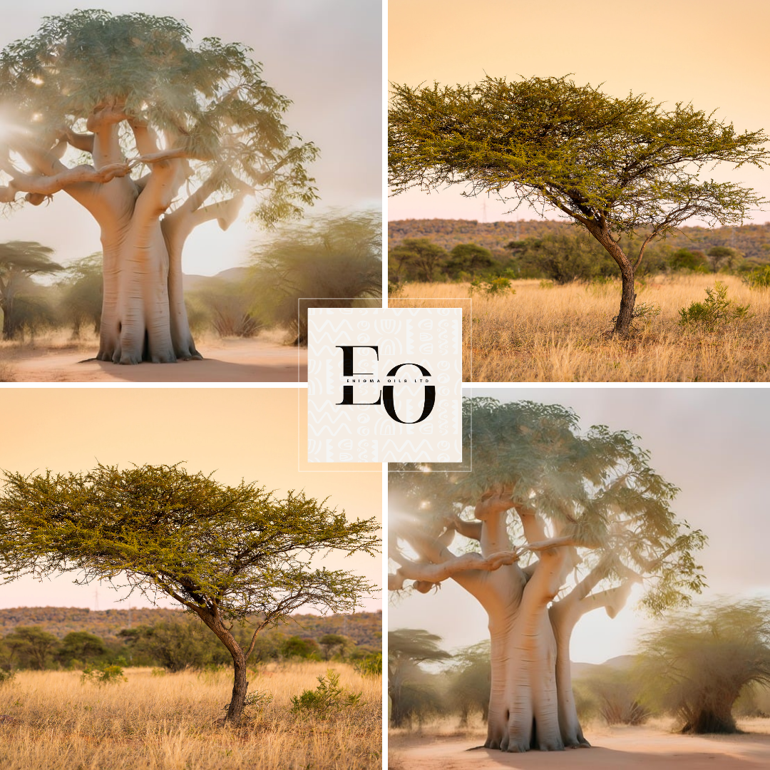 Baobab & Acacia Fragrance Oil